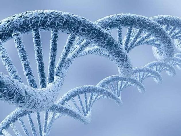 为什么有的人会长命百岁身体更有效的修复DNA